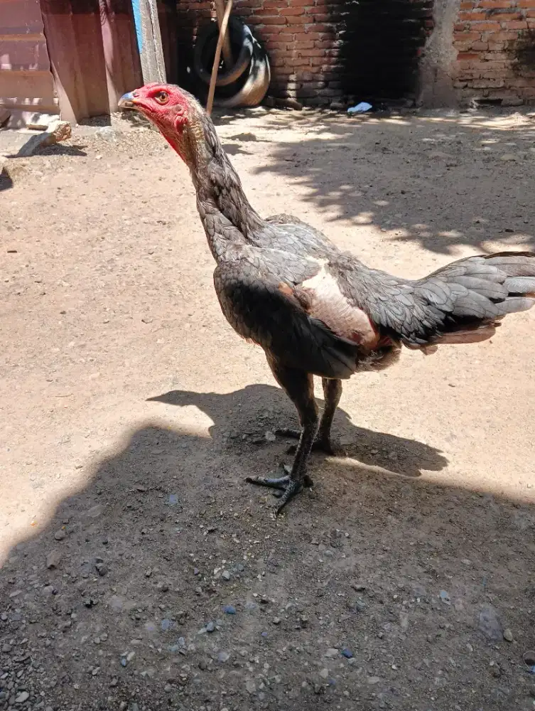 Jual induk Ayam