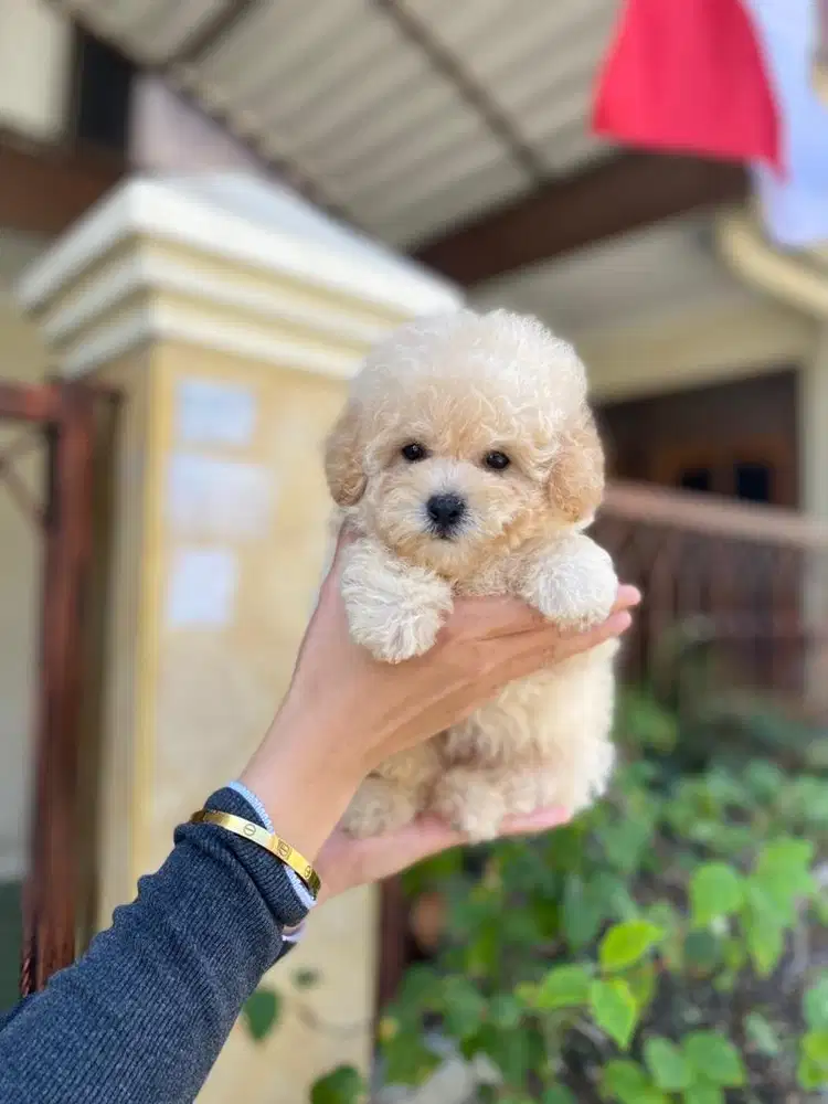 Apricot toy poodle jantan cakep