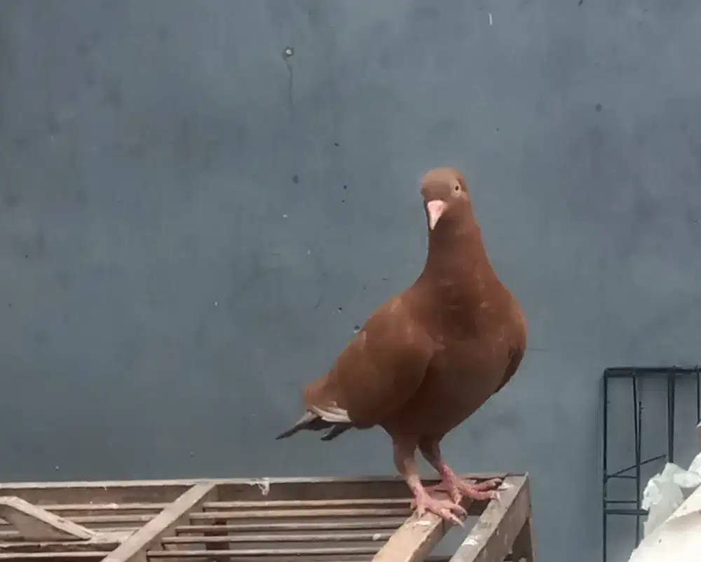 Burung dara merpati