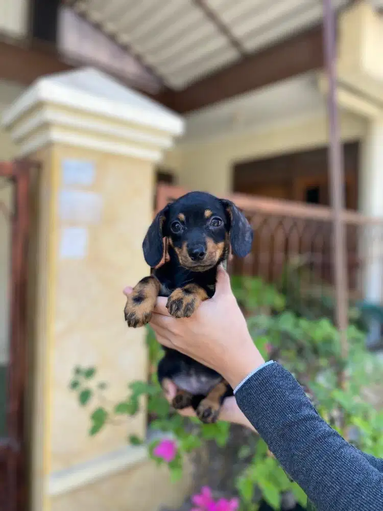Tekel betina ceper lucu