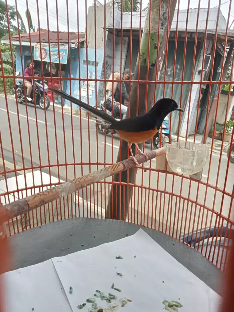 Murai batu 3x mabung