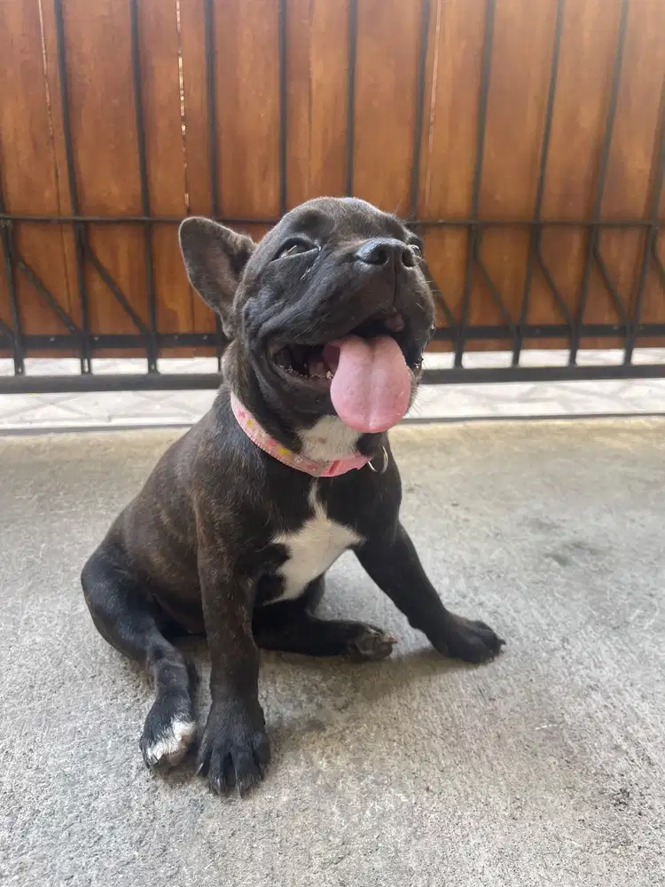 French Bulldog looking for new home