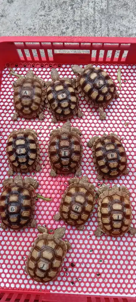 MAINAN KURA KURA SULCATA TANPA BATRE