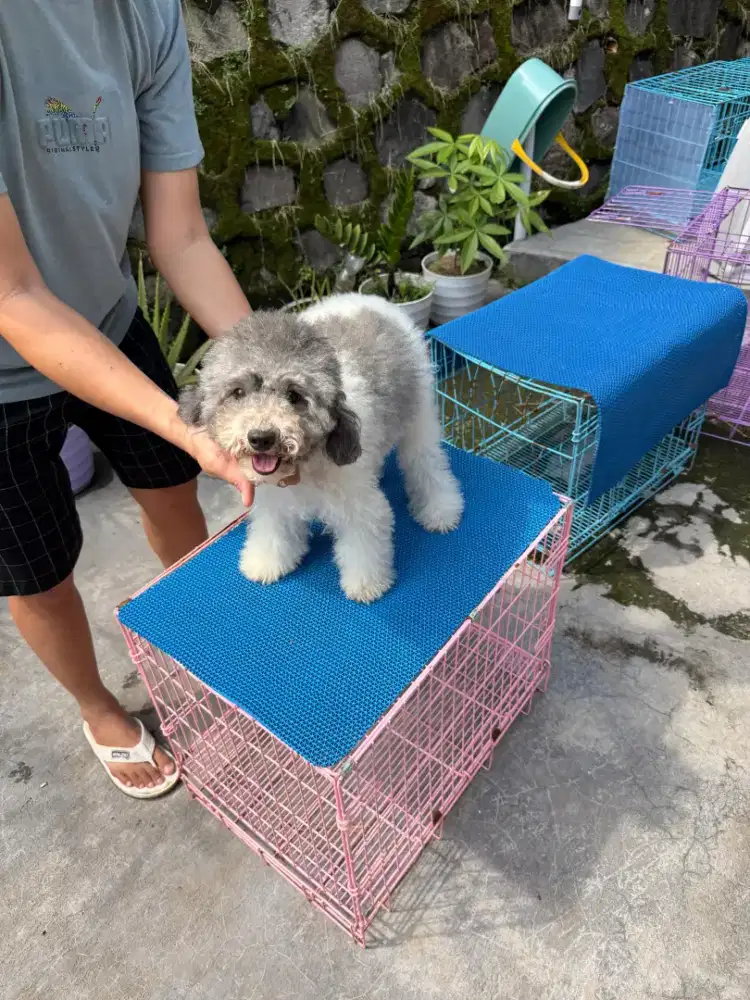 Poodle party mumer