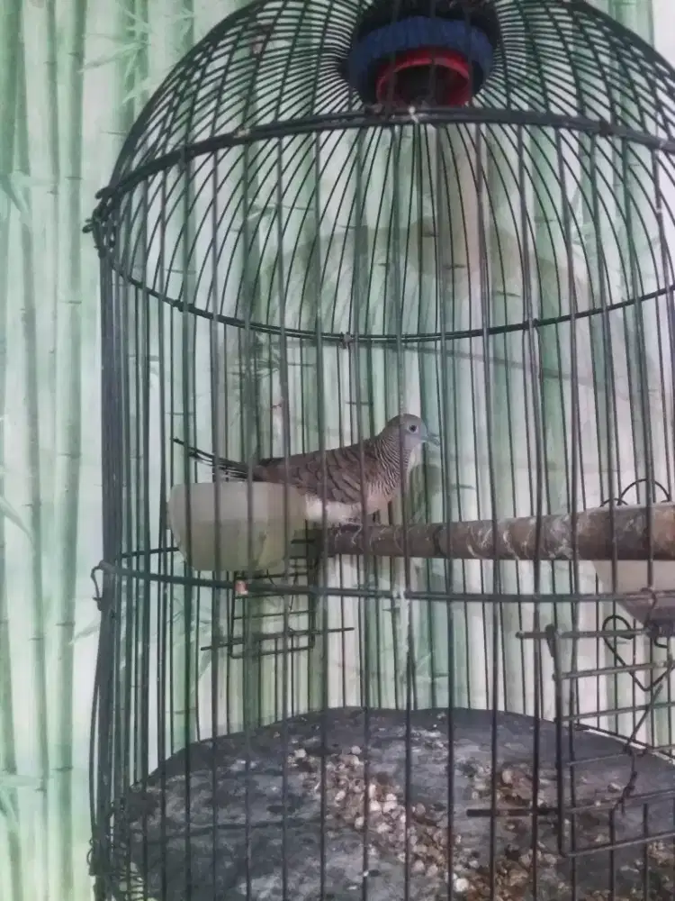 Perkutut lokal rajin bunyi fs