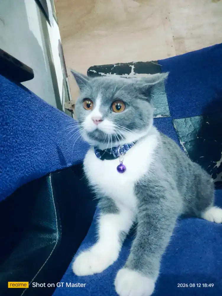 Kucing BSH short hair