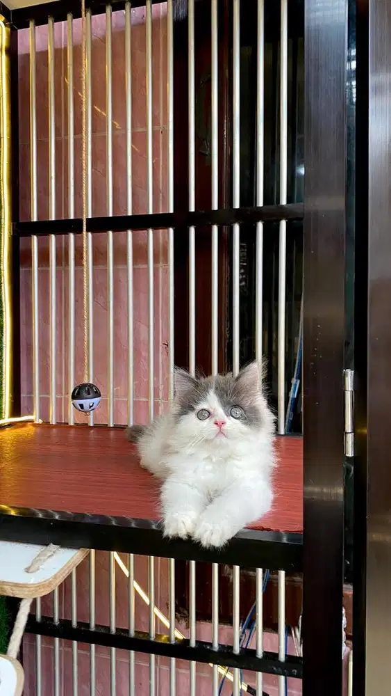 kitten warna favorit