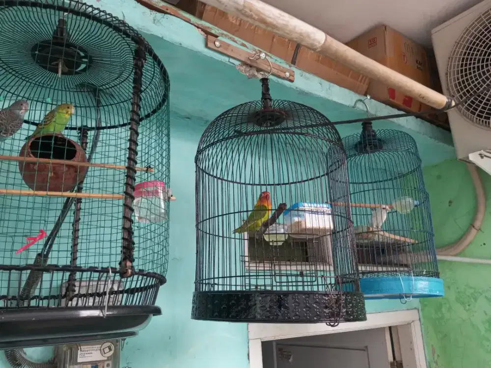 Burung+ kandang borongan