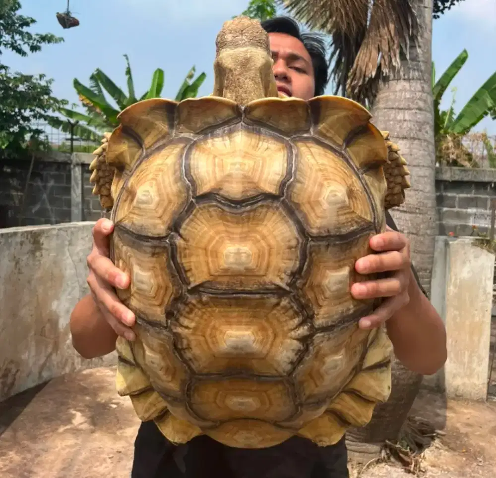 Kura kura sulcata +-45cm jantan