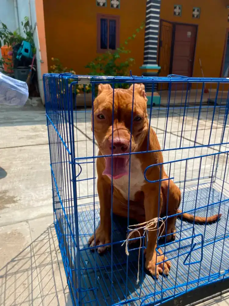 anakan pitbul betina