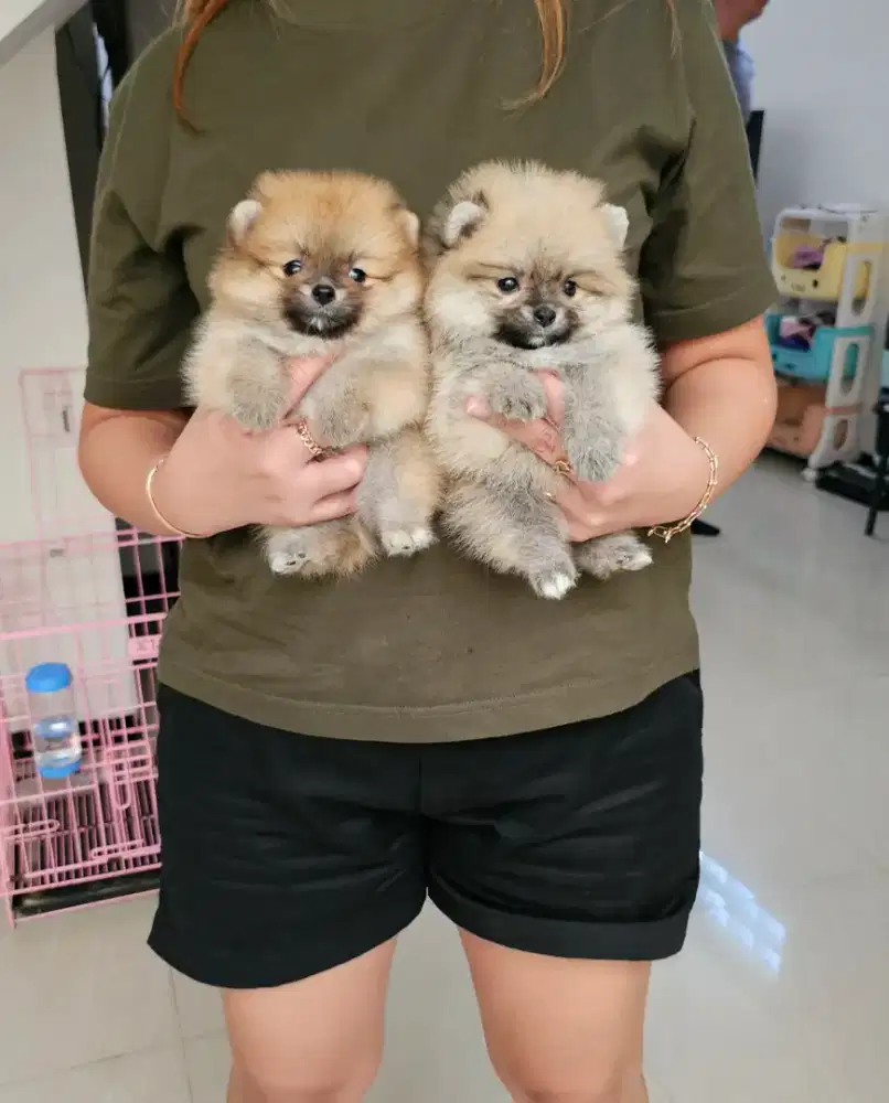 Supermini pom imutt