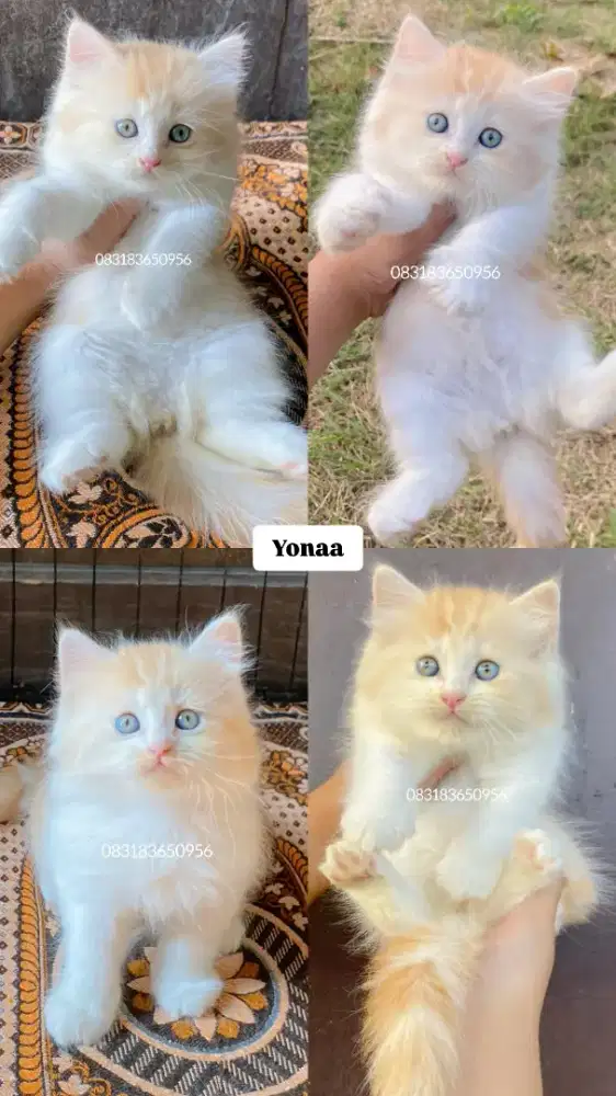 Open adopsi Kuching persia