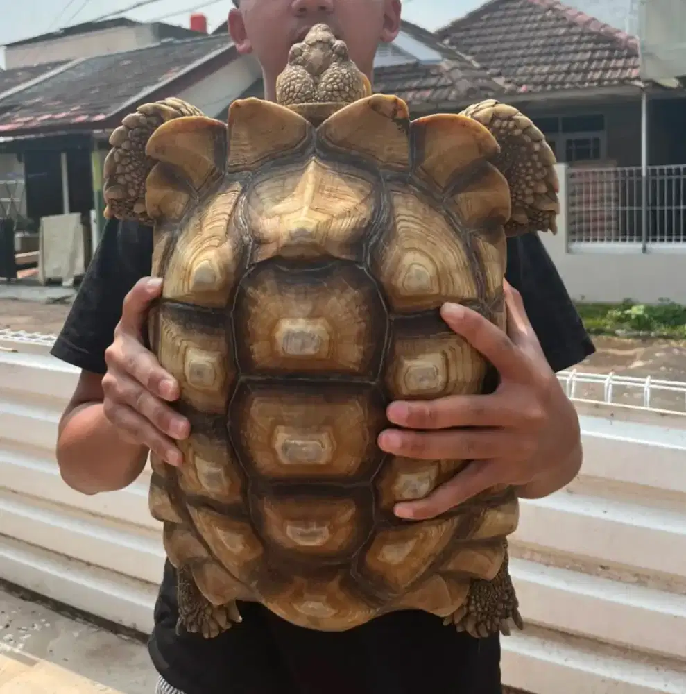 Kura kura sulcata +-40cm jantan