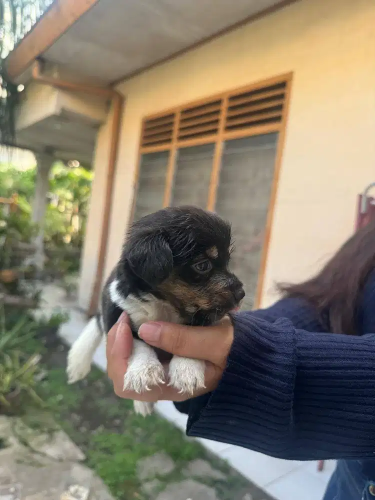 Anak Anjing Mix