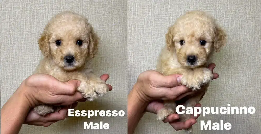Toy poodle light apricot jantan