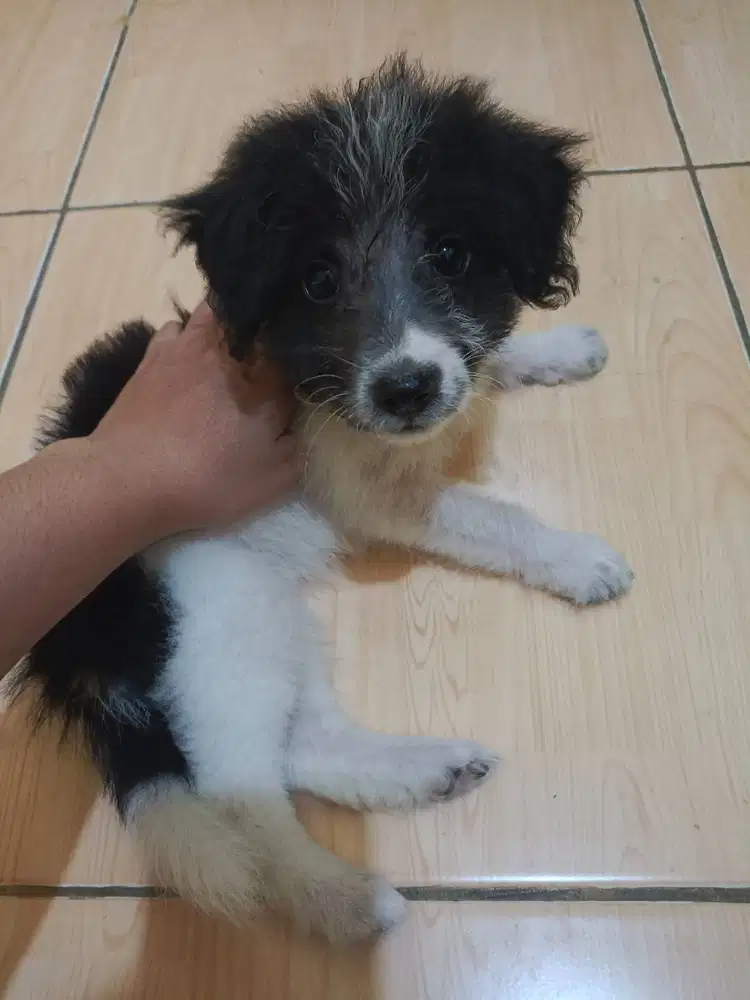 Anak Anjing Betina