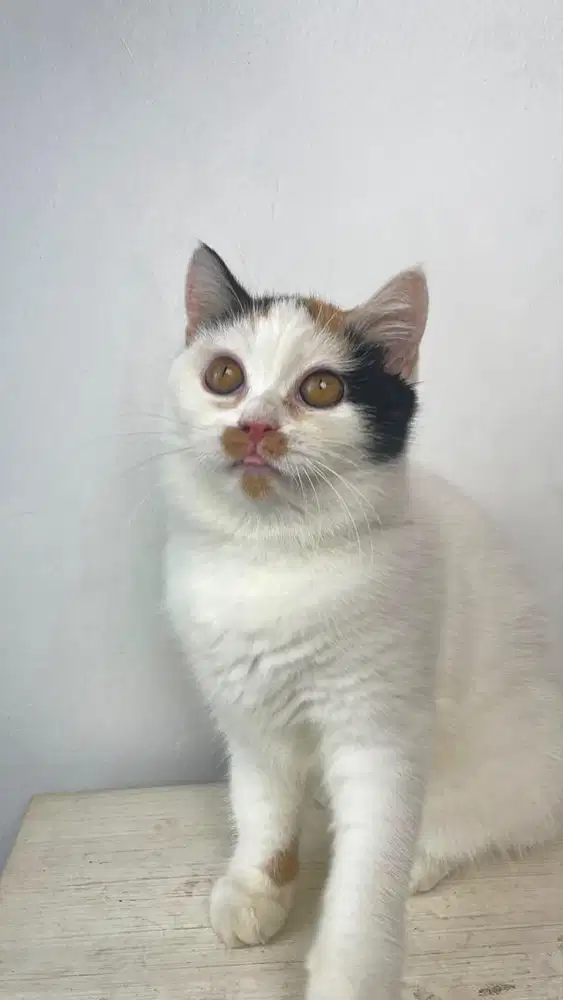 BSH CALICO PURE KUCING BRITISH SHORT HAIR MURMER