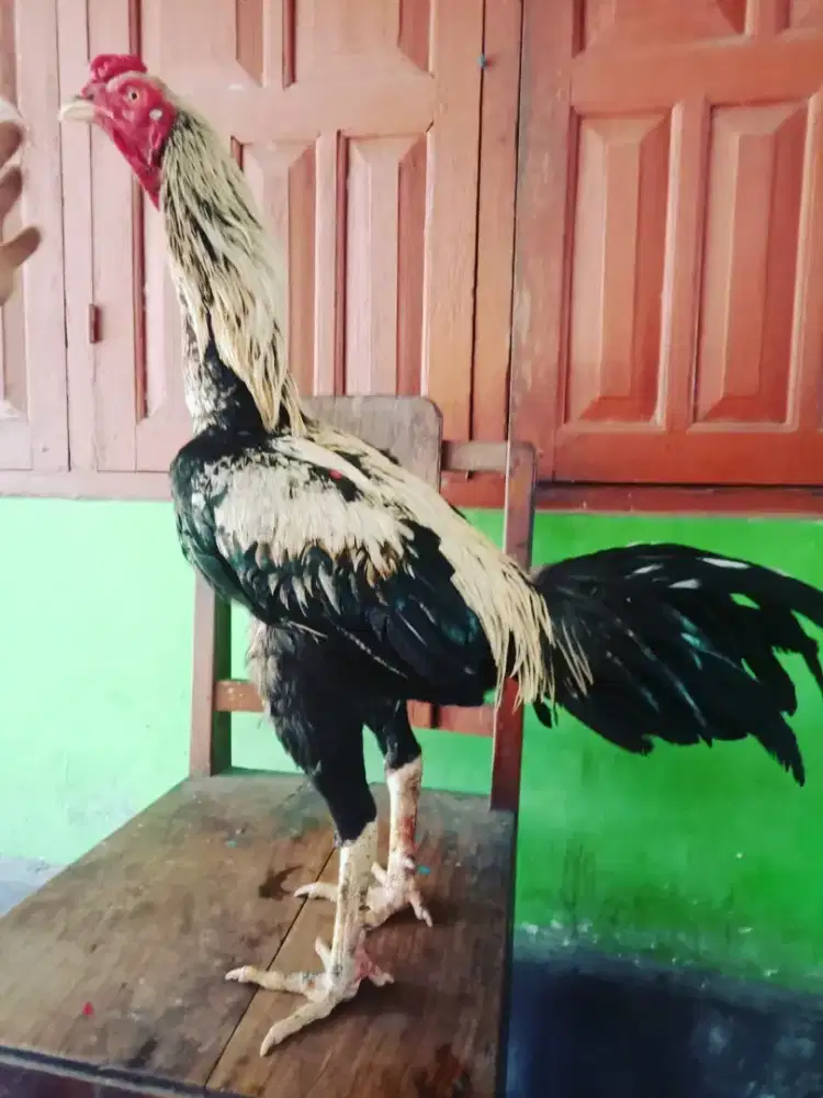 Ayam Bangkok pukul bom