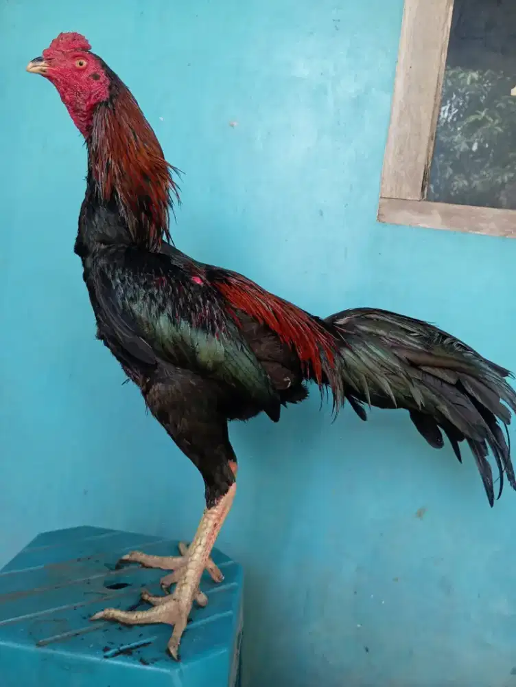 Ayam Bangkok Khoyngon