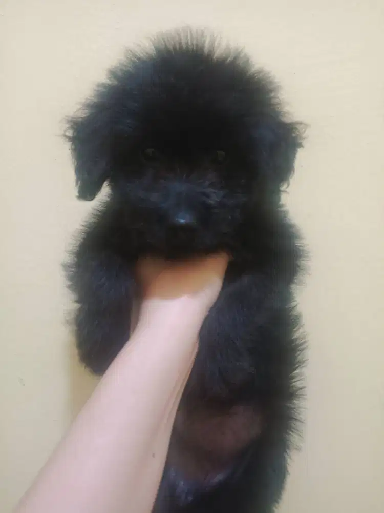 Anak Anjing Betina 1.5bulan