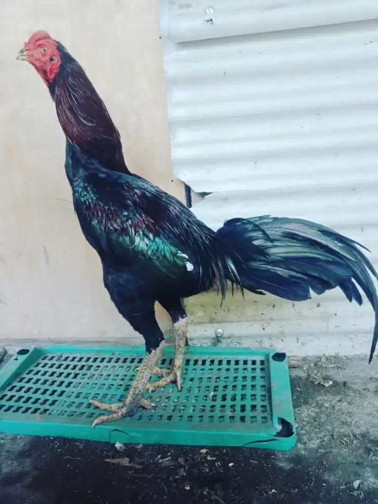 Ayam Bangkok Khoytrad Super Jalu