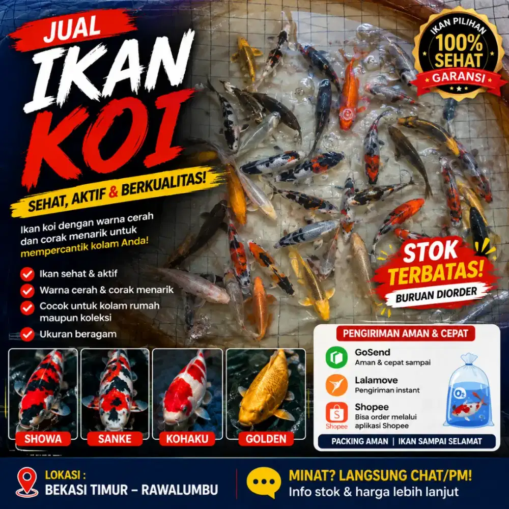 Ikan koi murah banget