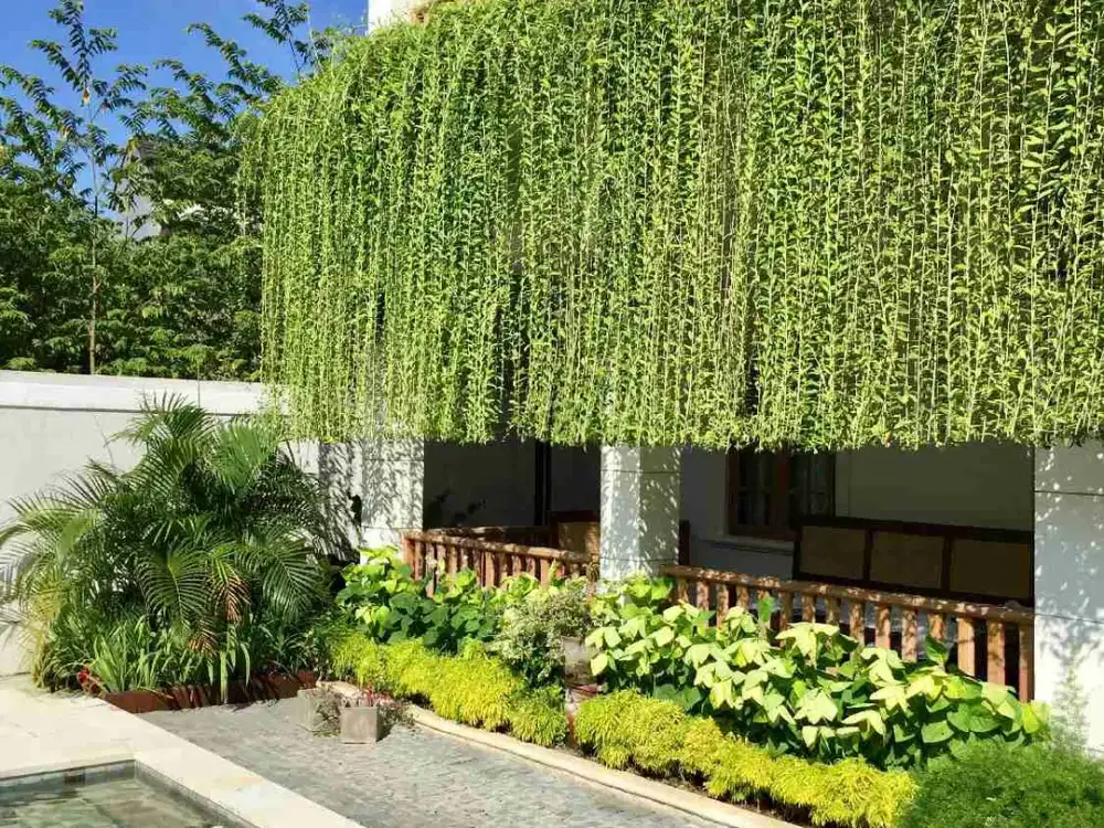 villa kayu tulang Canggu bali