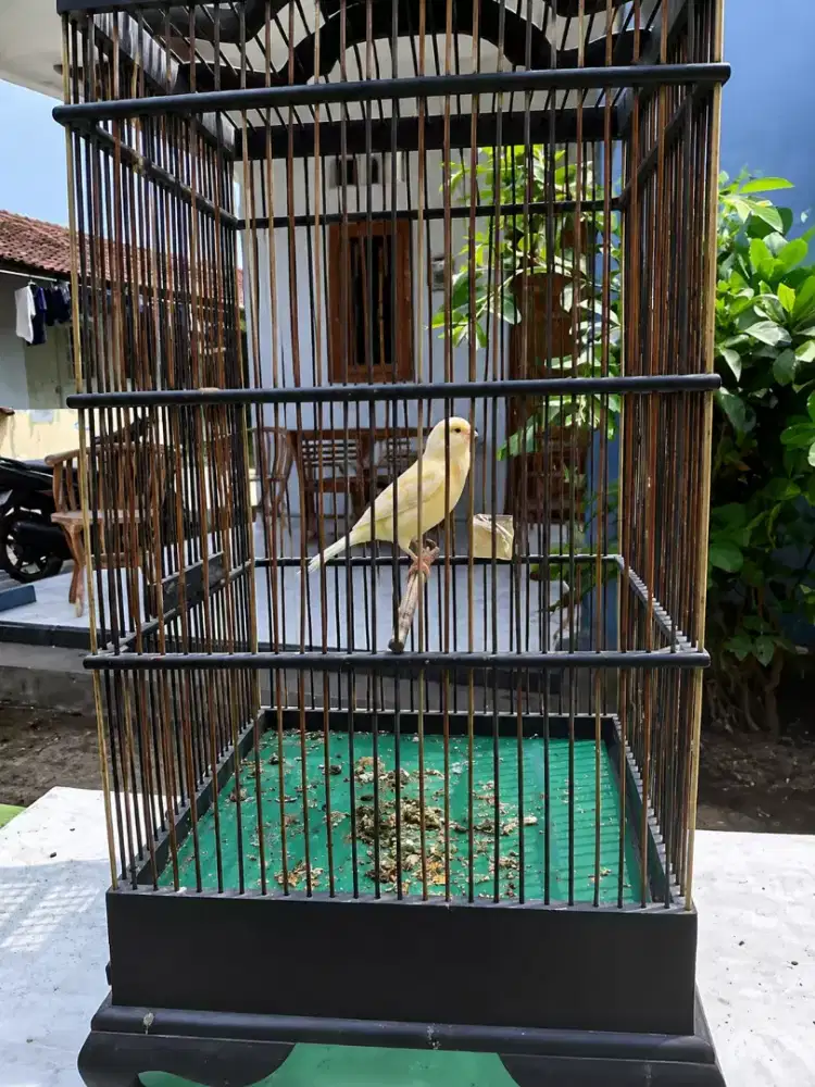 Jual kenari AF Betina