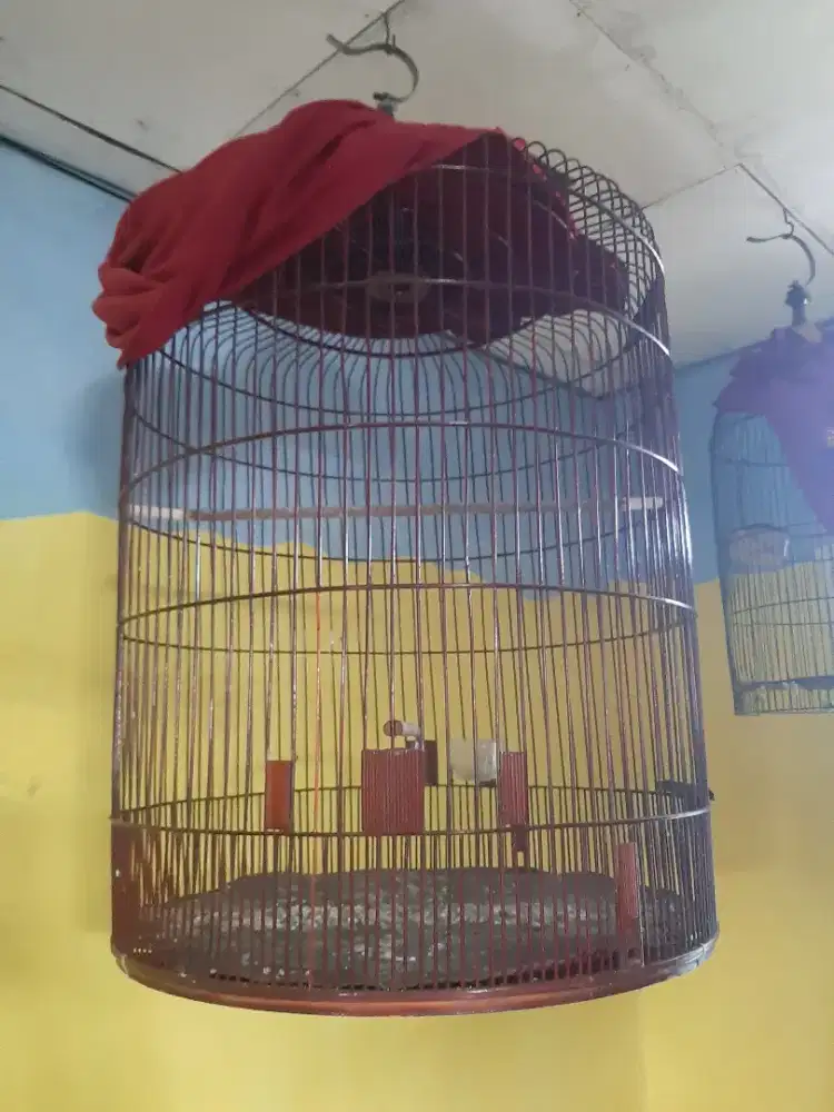 Kandang murai No 2