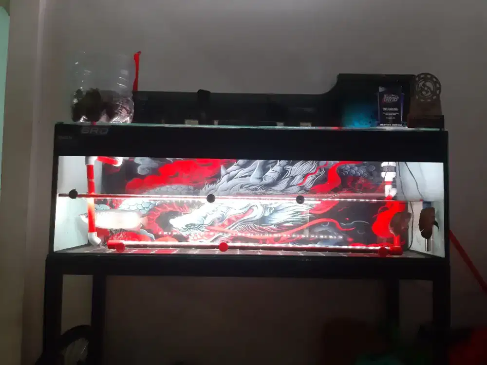 Arwana superred fullset tank