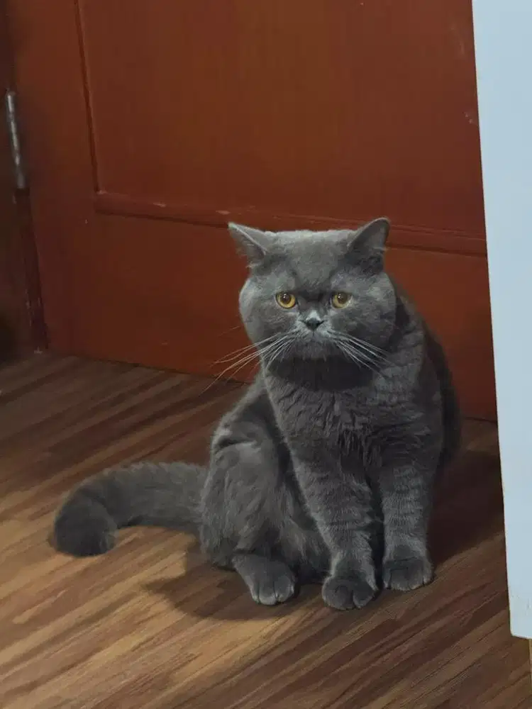 Kucing british shorthair jantan blue solid