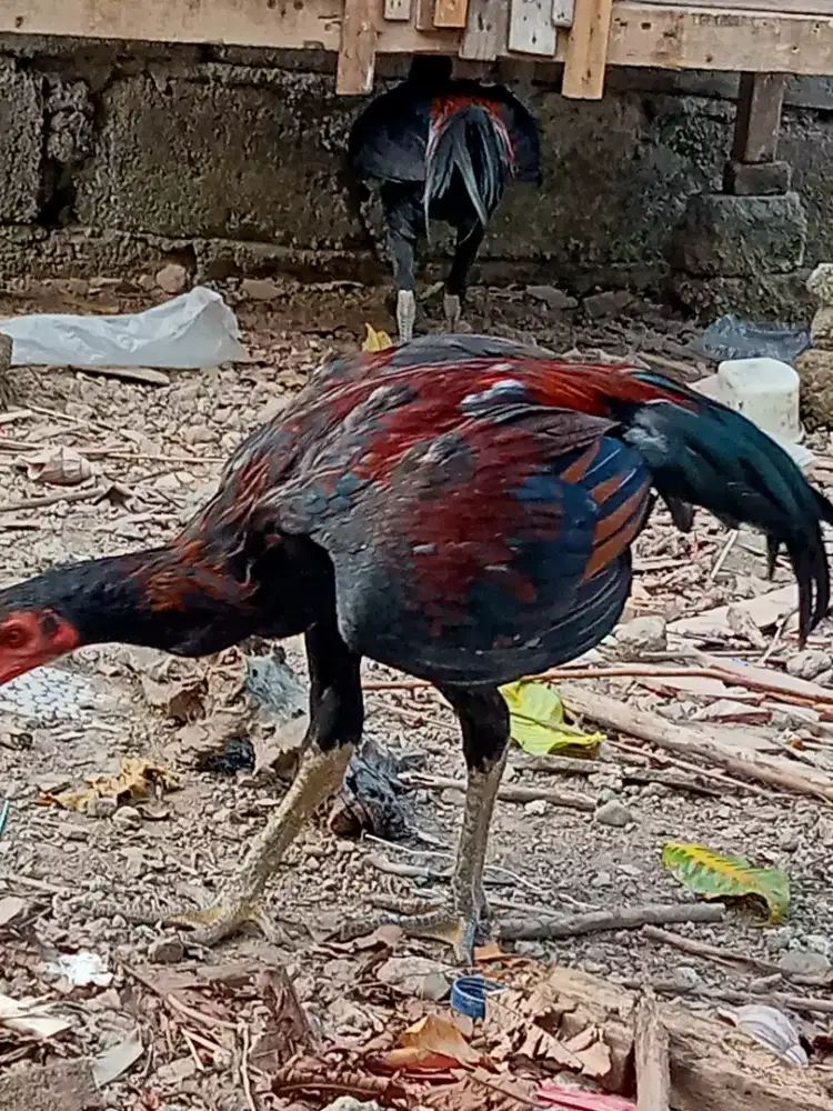 Ayam remaja peranakan AK 47 x birma