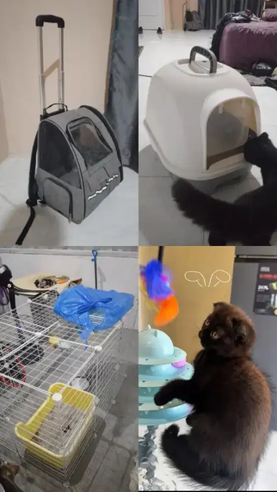 Lepas kandang kucing sepaket smua & Adopt Kitten BSH Fold Chocobalck