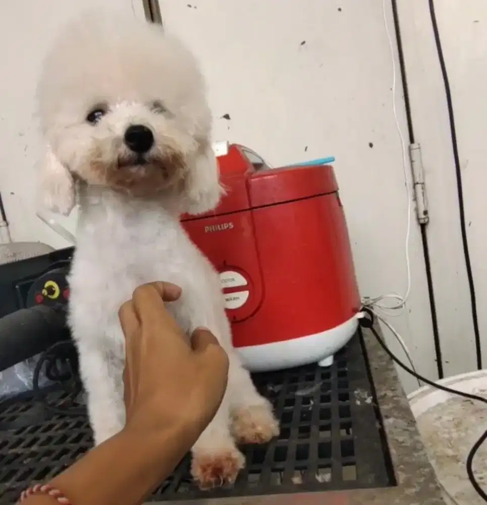 White poodle tiny female