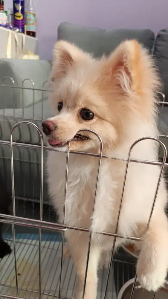POMERIAN 5 BULAN BETINA