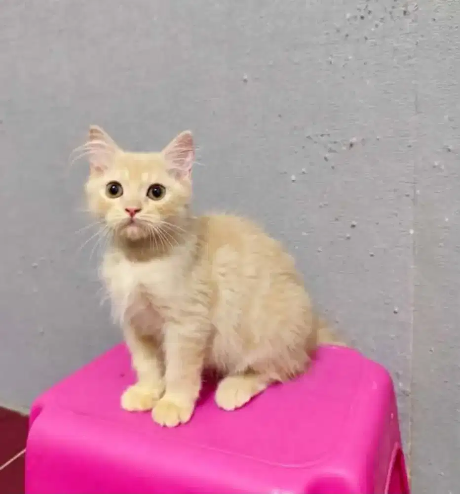 kitten ras BLH x himalaya ganti pakan