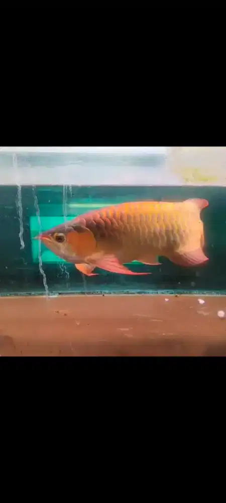 Arowana indukan