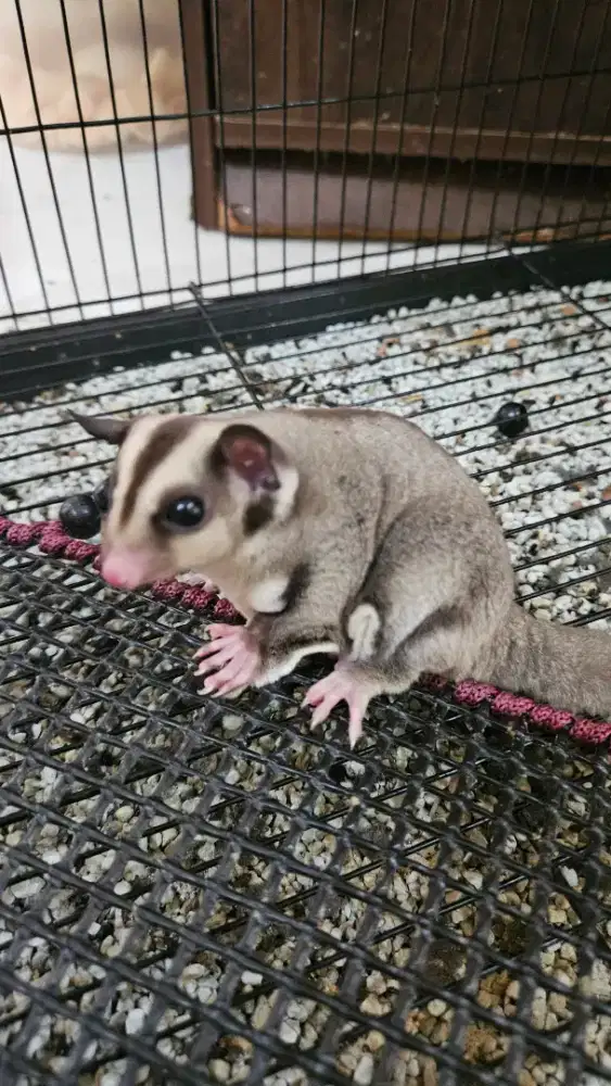 SUGAR GLIDER SugarGlider baby 2-3 Bulan