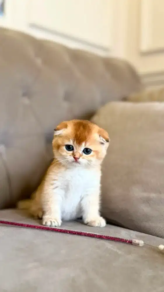 scottish fold golden betina kitten anak import