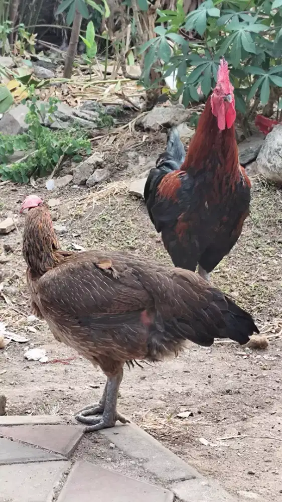 Ayam pelung 3 ekor