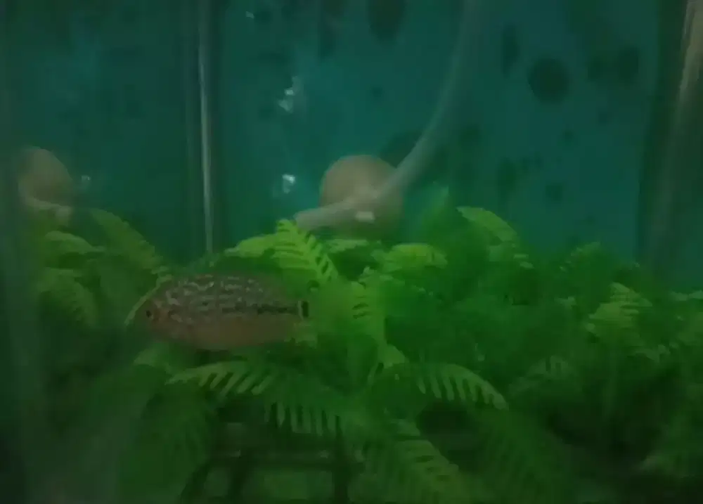 Ikan Lohan Kamfa F2
