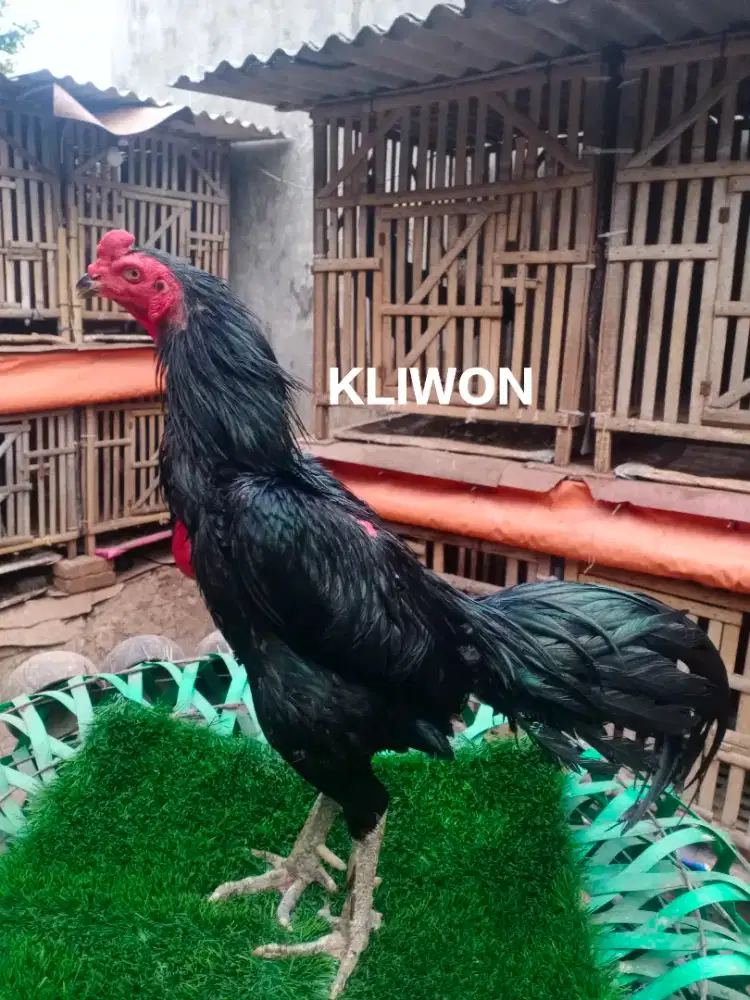 Ayam Bangkok BLACKBULL Kaki Simbar