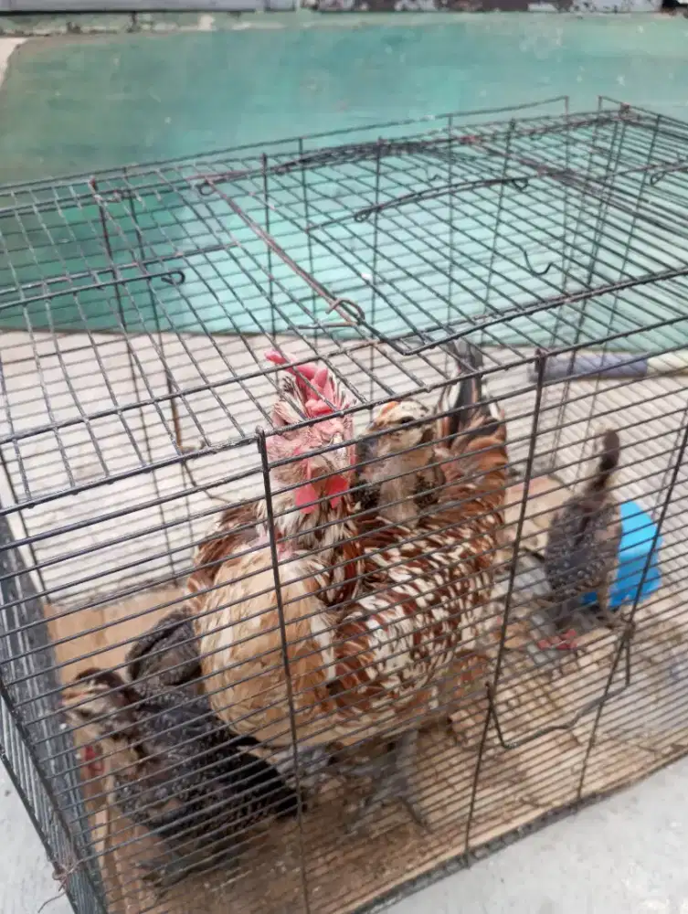 Ayam ketawa x pelung