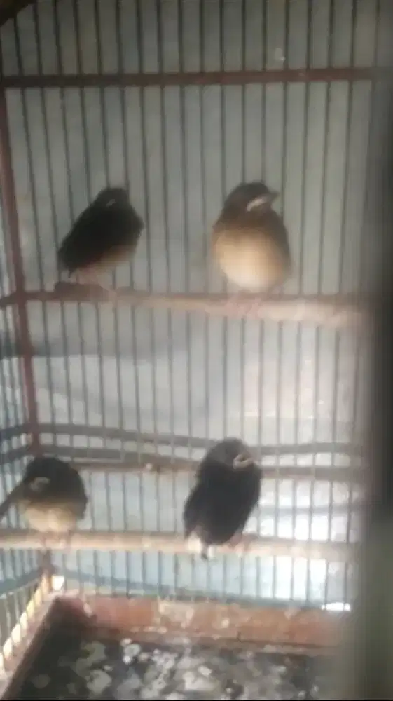Anakan murai batu trah prestasi
