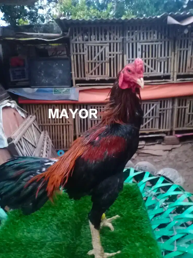 Ayam Bangkok pakoy dramben