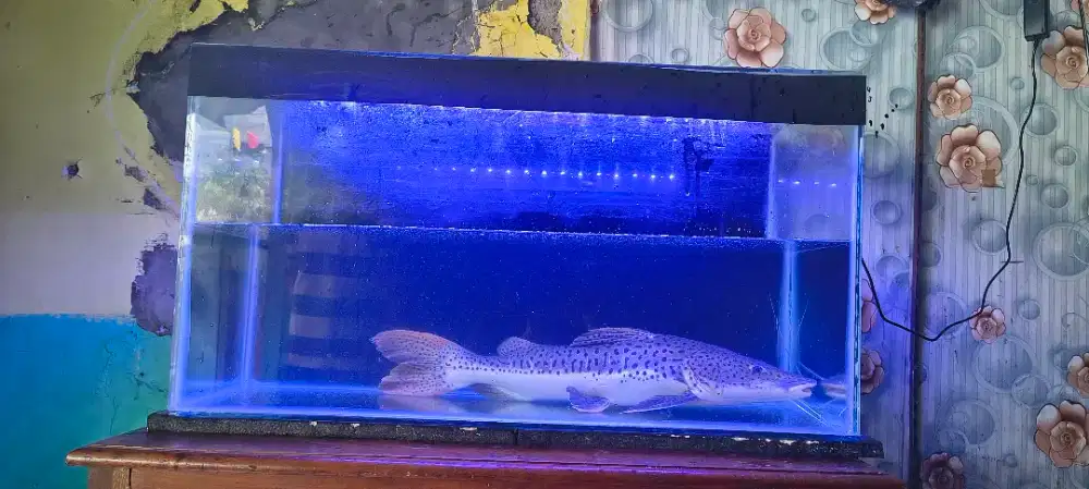 Jual leopard catfish jumbo