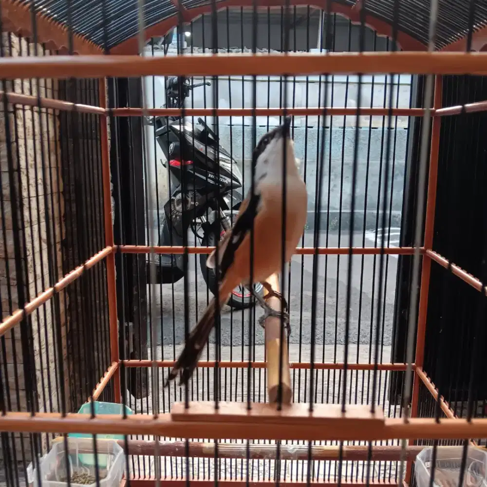 Burung pentet semburan istana murai