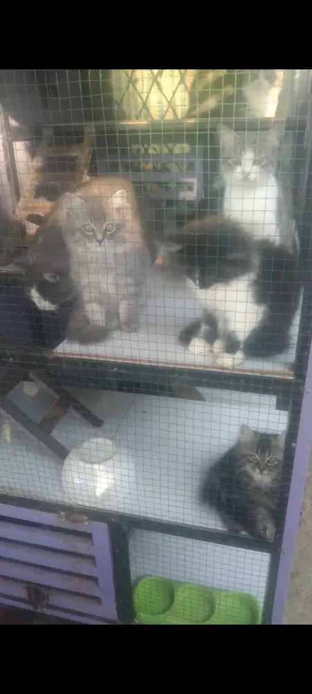 Kucing persia usia 3 bulan dan 7 bulan
