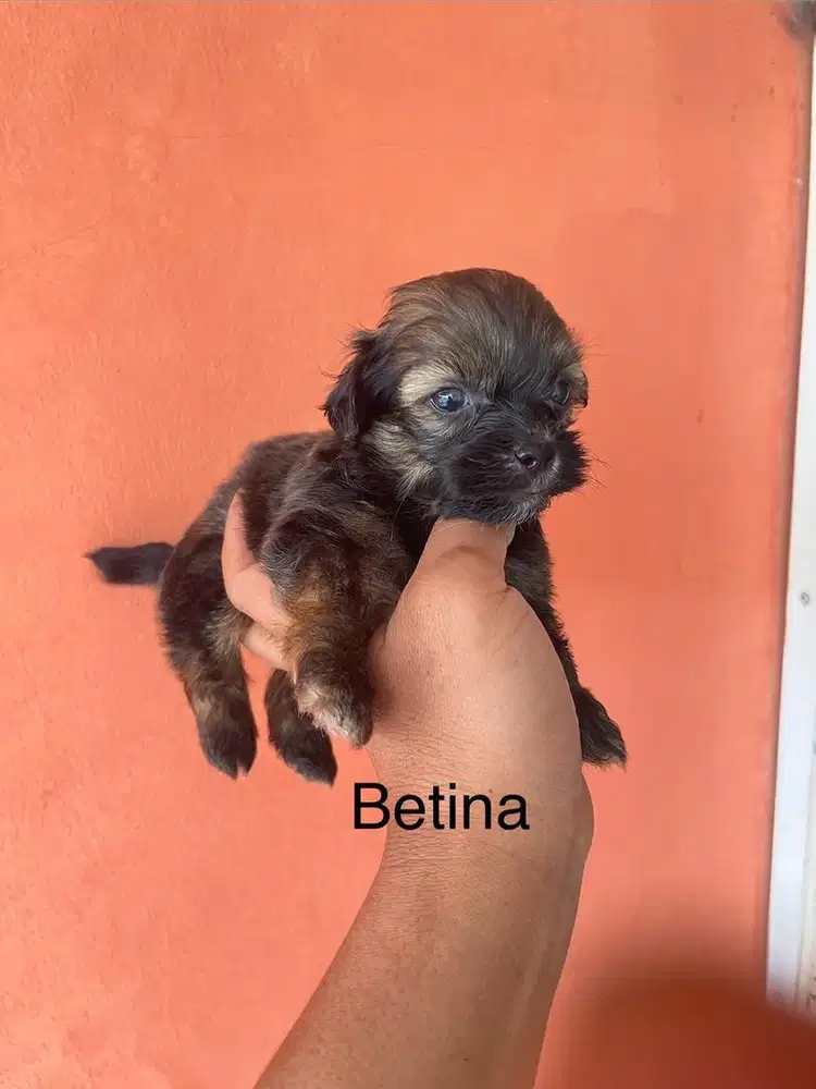 Pupies Poddle mix Shih Tzu