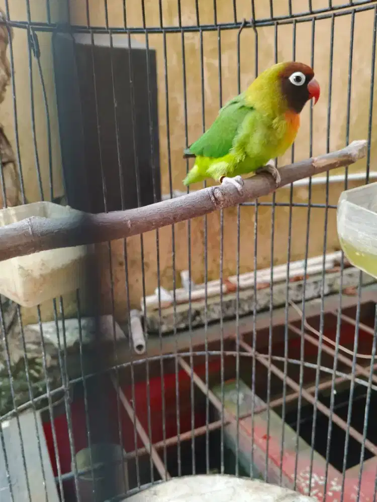 Love bird BC original
